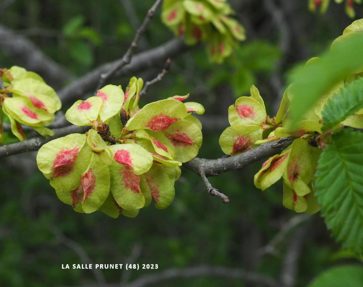 Elm, Common fruit